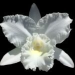 In Bud Cattleya White Reception (3.5 pot)