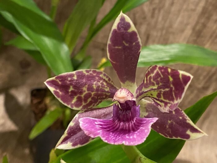Fragrant Zygonisia Cynosure 'Blue Bird' × Zygo. Blue Hawail 'Plum Candy' (3.5” Pot) - Image 4