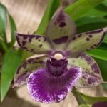 Fragrant Zygonisia Cynosure 'Blue Bird' × Zygo. Blue Hawail 'Plum Candy' (3.5” Pot)