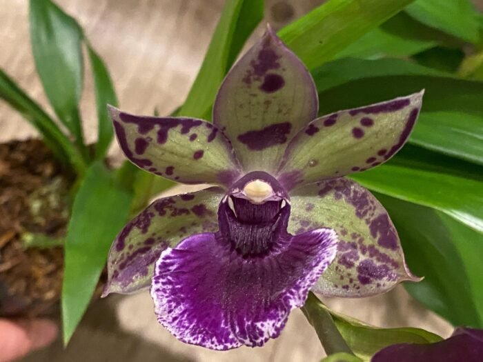 Fragrant Zygonisia Cynosure 'Blue Bird' × Zygo. Blue Hawail 'Plum Candy' (3.5” Pot) - Image 1