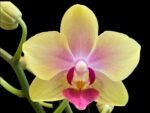 Double Spikes Light Fragrant Phalaenopsis I-Hsin Yellow Moon (3.5" pot)