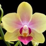 Double Spikes Light Fragrant Phalaenopsis I-Hsin Yellow Moon (3.5" pot)