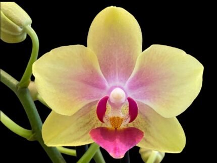 Double Spikes Light Fragrant Phalaenopsis I-Hsin Yellow Moon (3.5" pot)