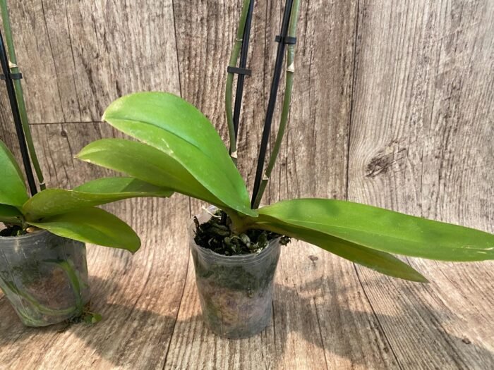 Double Spikes Light Fragrant Phalaenopsis I-Hsin Yellow Moon (3.5" pot) - Image 9