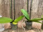 Double Spikes Light Fragrant Phalaenopsis I-Hsin Yellow Moon (3.5" pot) - Image 10