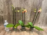 Double Spikes Light Fragrant Phalaenopsis I-Hsin Yellow Moon (3.5" pot) - Image 5