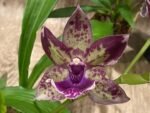 Fragrant Zygonisia Cynosure 'Blue Bird' × Zygo. Blue Hawail 'Plum Candy' (3.5” Pot) - Image 2