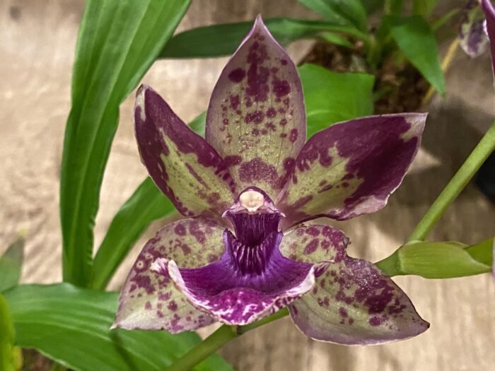 Fragrant Zygonisia Cynosure 'Blue Bird' × Zygo. Blue Hawail 'Plum Candy' (3.5” Pot) - Image 2