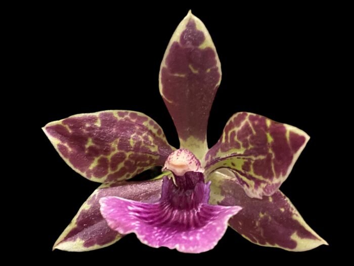 Fragrant Zygonisia Cynosure 'Blue Bird' × Zygo. Blue Hawail 'Plum Candy' (3.5” Pot) - Image 3