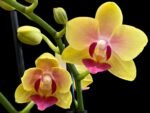 Double Spikes Light Fragrant Phalaenopsis I-Hsin Yellow Moon (3.5" pot) - Image 2