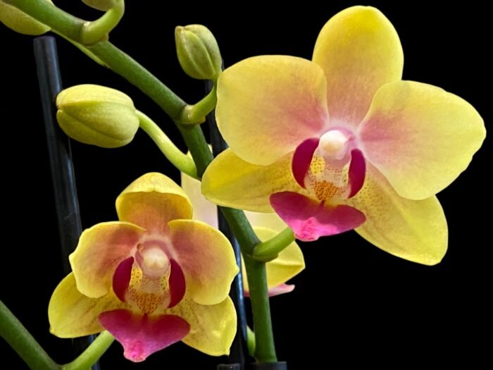 Double Spikes Light Fragrant Phalaenopsis I-Hsin Yellow Moon (3.5" pot) - Image 2