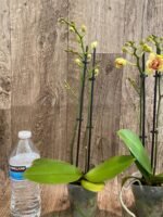 Double Spikes Light Fragrant Phalaenopsis I-Hsin Yellow Moon (3.5" pot) - Image 6