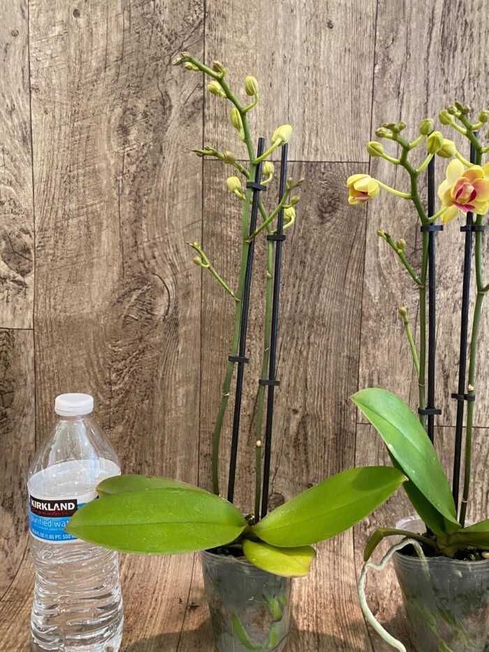 Double Spikes Light Fragrant Phalaenopsis I-Hsin Yellow Moon (3.5" pot) - Image 6