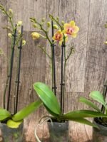 Double Spikes Light Fragrant Phalaenopsis I-Hsin Yellow Moon (3.5" pot) - Image 7