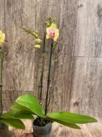 Double Spikes Light Fragrant Phalaenopsis I-Hsin Yellow Moon (3.5" pot) - Image 8