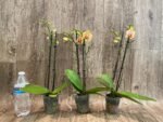 Double Spikes Light Fragrant Phalaenopsis I-Hsin Yellow Moon (3.5" pot) - Image 4