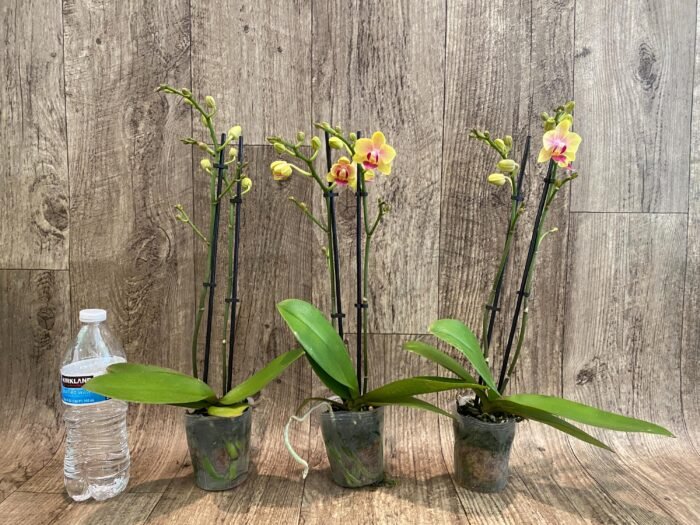Double Spikes Light Fragrant Phalaenopsis I-Hsin Yellow Moon (3.5" pot) - Image 4