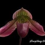 Paph. QF Babylon (urbanianum x QF Voodoo) (3.5” pot)