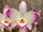 Dendrobium Lucky Angel ‘Smash' (4” pot)