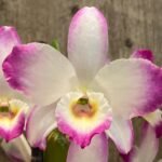 Dendrobium Lucky Angel ‘Smash' (4” pot)