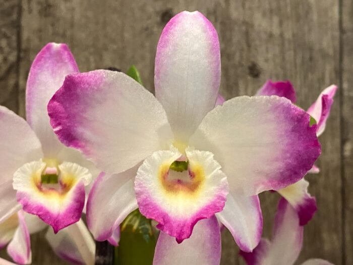 Dendrobium Lucky Angel ‘Smash' (4” pot) - Image 1