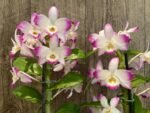 Dendrobium Lucky Angel ‘Smash' (4” pot) - Image 2
