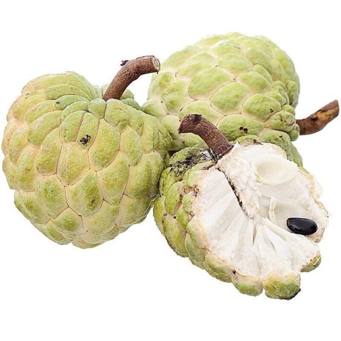 Sugar Apple Live Fruit Tree 32" Tall (6” Pot) - Image 2