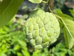 Sugar Apple Live Fruit Tree 32" Tall (6” Pot)