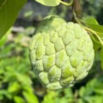 Sugar Apple Live Fruit Tree 32" Tall (6” Pot)