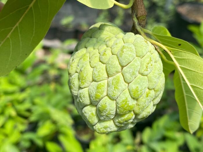 Sugar Apple Live Fruit Tree 32" Tall (6” Pot) - Image 1