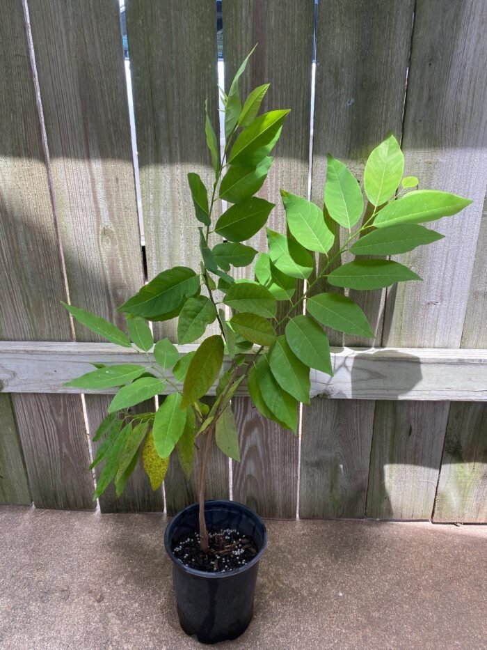 Sugar Apple Live Fruit Tree 32" Tall (6” Pot) - Image 5