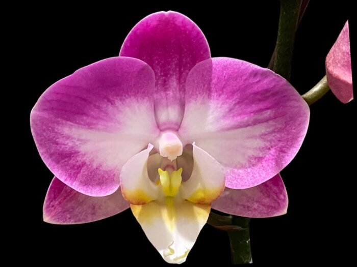 Phalaenopsis GC Reyoung Snow Fox (2.5" pot) - Image 1
