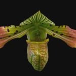 Paphiopedilum venustum x sib