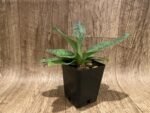 Paph. QF Babylon (urbanianum x QF Voodoo) (3.5” pot) - Image 3