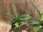 Paphiopedilum Satchel's Legend × mastersianum (3.5” pot) - Image 3