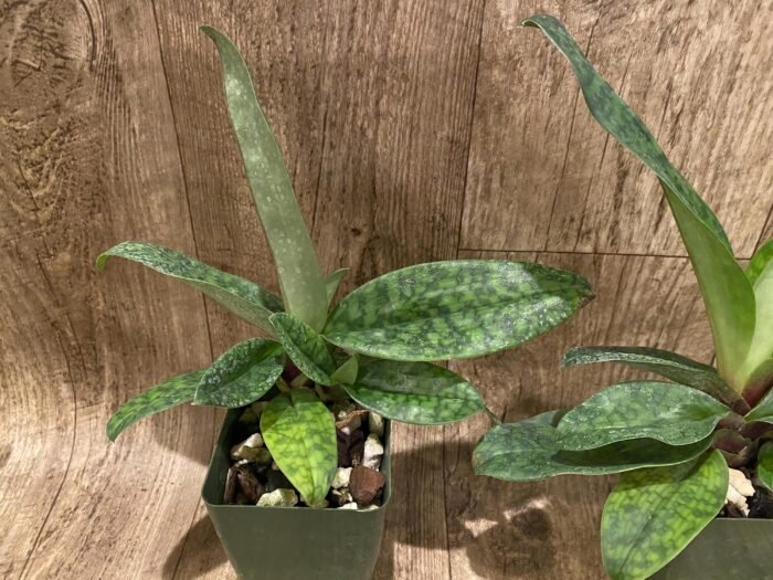 Paphiopedilum Satchel's Legend × mastersianum (3.5” pot) - Image 3