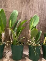 In Bud Cattleya White Reception (3.5 pot) - Image 3
