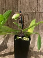 In Spike/ Bud Paphiopedilum Spicerianum x sib (2" pot) - Image 3