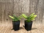 Paphiopedilum venustum album Multi-Growths (2” pot) - Image 7
