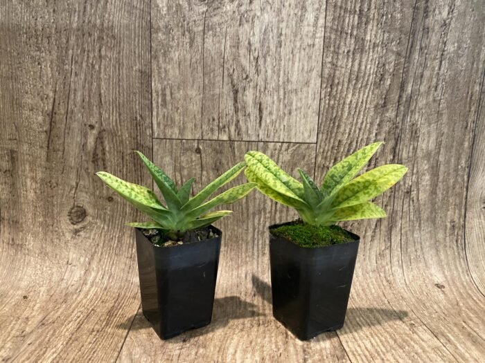 Paphiopedilum venustum album Multi-Growths (2” pot) - Image 7
