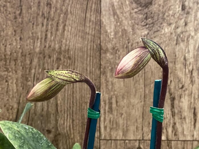In Spike  Paph. Sukhakulii x Charlesworthii (Miao Hua × MH Chili) (2” pot) - Image 1