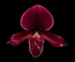 In Spike Paph. (Chouyi Citron × Chouyi Apple) (Jumbo × Charlesworthii × (Miao × Chill) (2” pot)