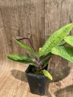 In Spike Paph. (Chouyi Citron × Chouyi Apple) (Jumbo × Charlesworthii × (Miao × Chill) (2” pot) - Image 5