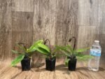 In Spike Paph. (Chouyi Citron × Chouyi Apple) (Jumbo × Charlesworthii × (Miao × Chill) (2” pot) - Image 2