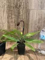 In Spike Paph. (Chouyi Citron × Chouyi Apple) (Jumbo × Charlesworthii × (Miao × Chill) (2” pot) - Image 6