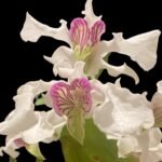 Multi Spikes - Dendrobium Kyle Quintal (rhodostictum × Little Atro) (3.5” pot)