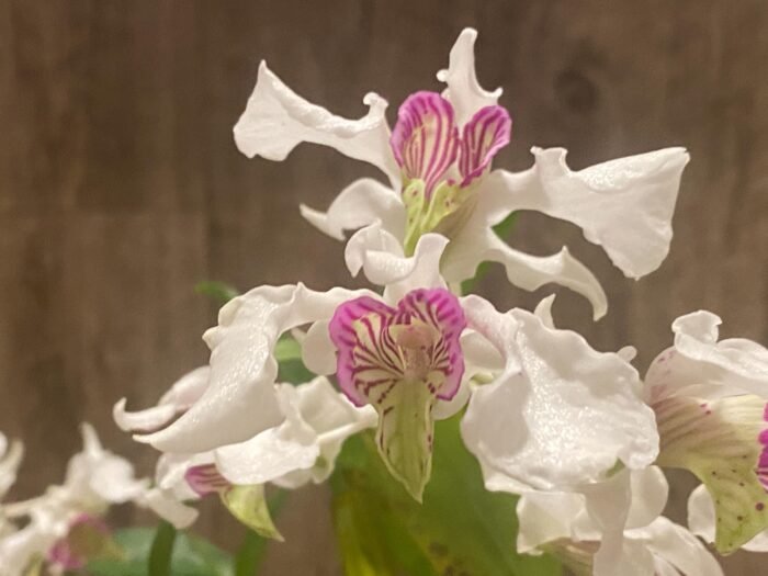 Multi Spikes - Dendrobium Kyle Quintal (rhodostictum × Little Atro) (3.5” pot) - Image 2