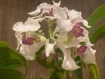 Multi Spikes - Dendrobium Kyle Quintal (rhodostictum × Little Atro) (3.5” pot) - Image 4
