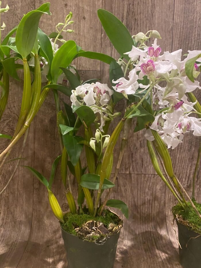 Multi Spikes - Dendrobium Kyle Quintal (rhodostictum × Little Atro) (3.5” pot) - Image 8