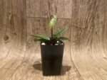 In Spike Paphiopedilum venustum x sib (2” pot) - Image 4